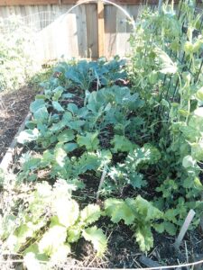 May Day Reflections for the Gardener Image